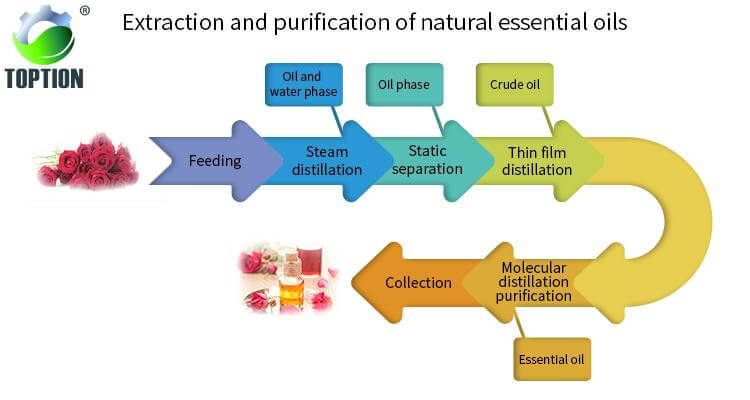 Rose Essential Oil Extract